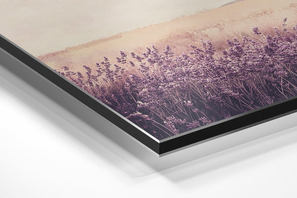 Lavender Field Dream