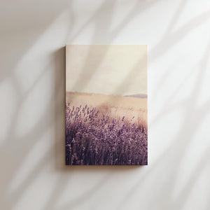 Lavender Field Dream
