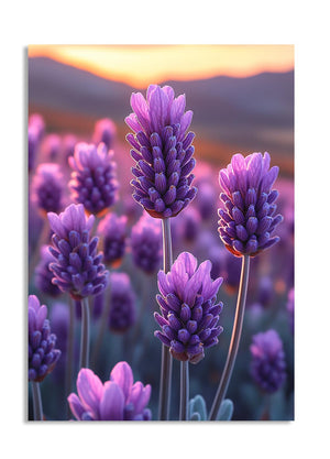 Purple flowers with a sunset or sunrise in the background, as a premium aluminum metal print from GoMetalPrint.
