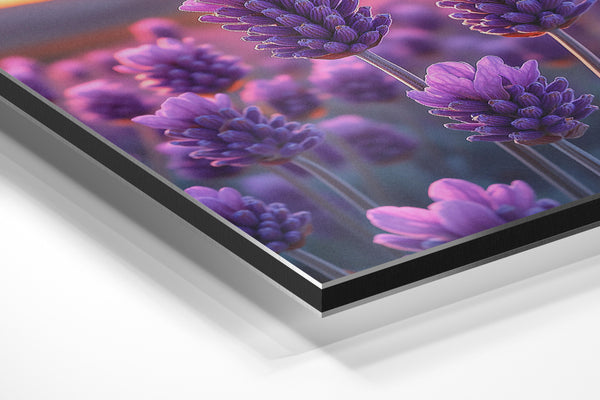 Closeup Lavender Blooms