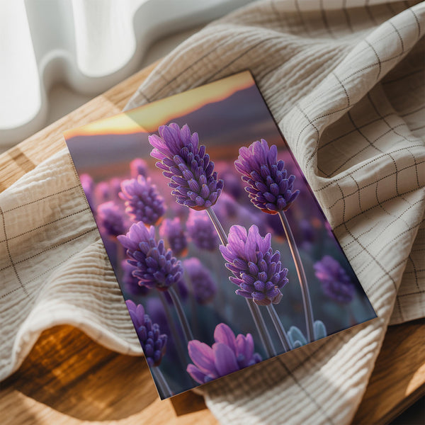 Closeup Lavender Blooms