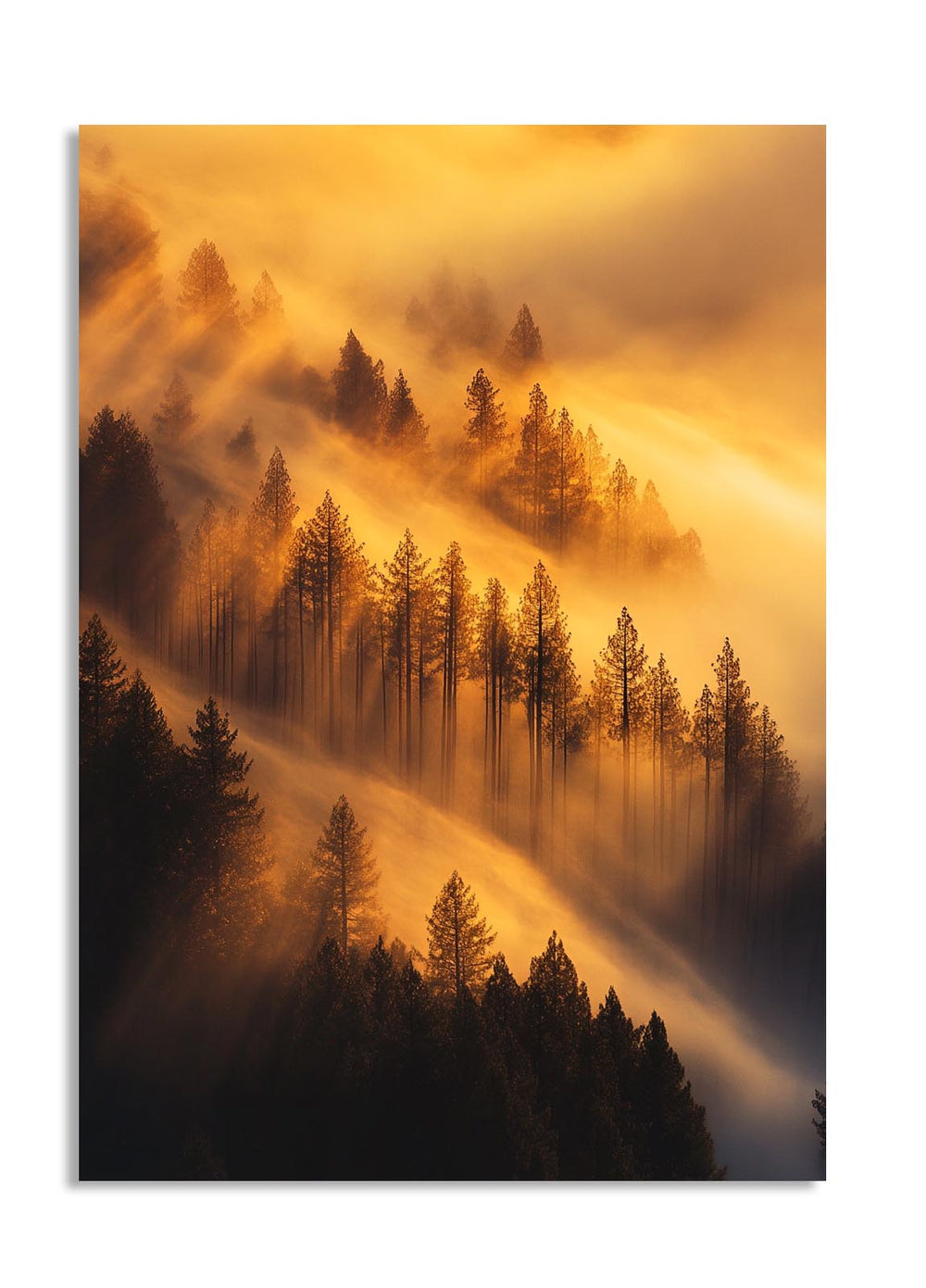 Forest with sunlight filtering through the trees, creating a warm glow, as a premium aluminum metal print from GoMetalPrint.

