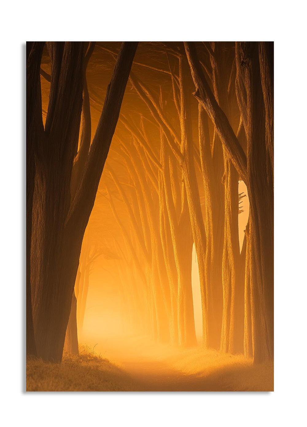 Forest scene with a warm, glowing light at the center, as a premium aluminum metal print from GoMetalPrint.
