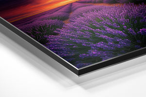 Sunset Lavender Fields