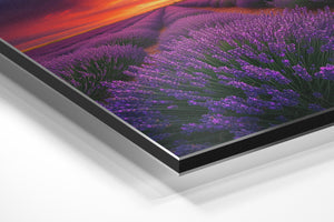 Sunset Lavender Fields