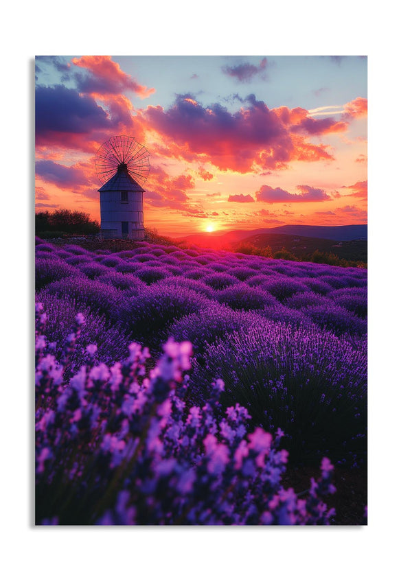 Lavender field with a windmill at sunset, as a premium aluminum metal print from GoMetalPrint.
