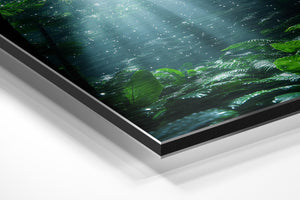 Sparkling Forest Glade