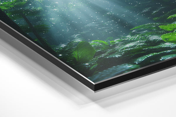 Sparkling Forest Glade