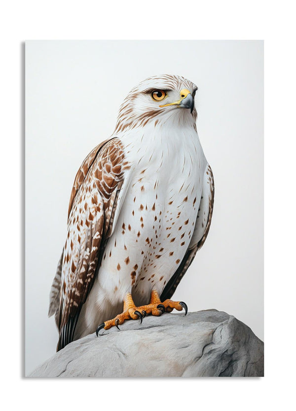 Hawk perched on a rock with a white background, as a premium aluminum metal print from GoMetalPrint.
