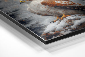 Snow Hawk in Wilderness