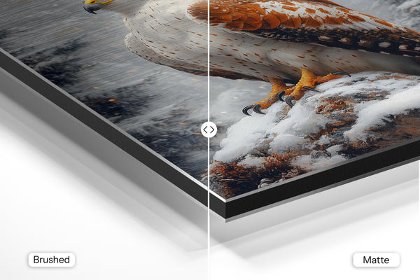 Snow Hawk in Wilderness