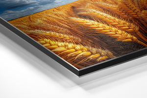 Sunlit Wheat Closeup