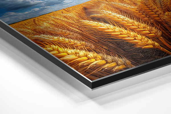 Sunlit Wheat Closeup