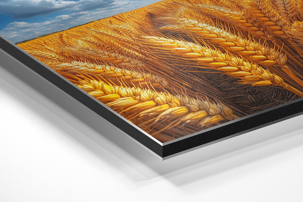 Sunlit Wheat Closeup