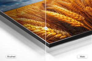 Sunlit Wheat Closeup