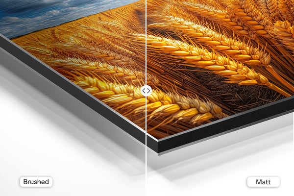 Sunlit Wheat Closeup